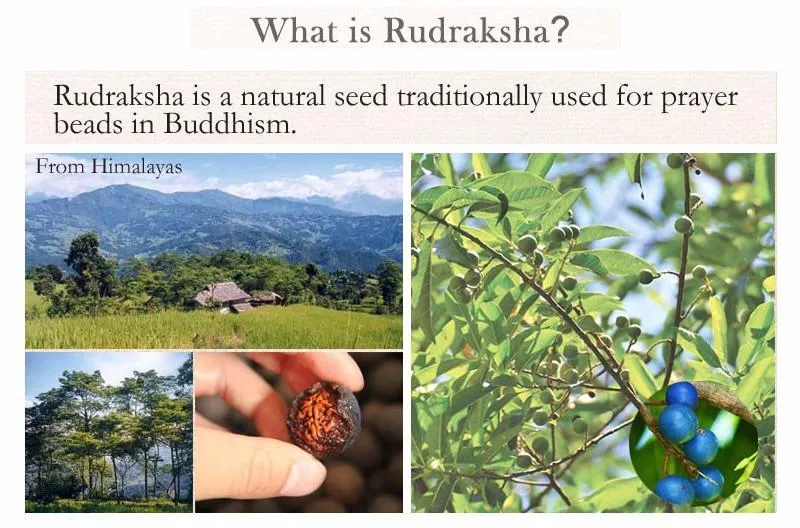 Rudraksha Seeds Thai Silver Lucky Fish Bracelet